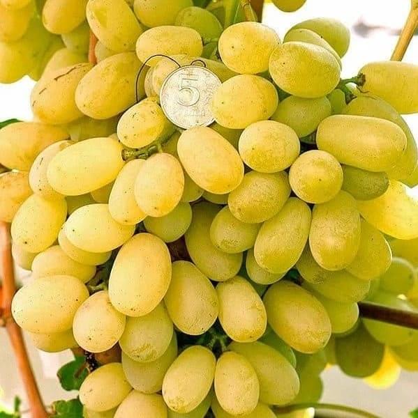 grapes